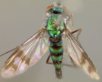 Media type: image;   Entomology 12864 Aspect: habitus dorsal view
